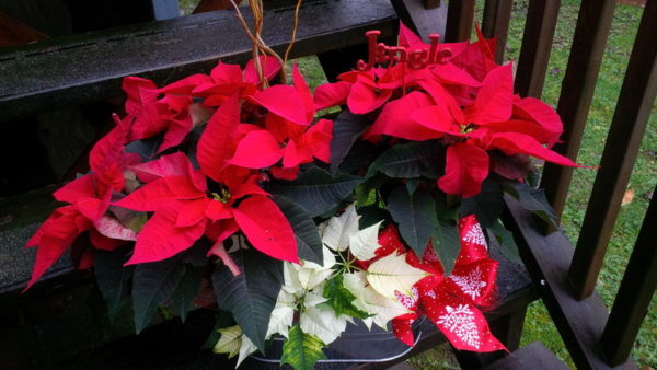 Poinsettia Garden