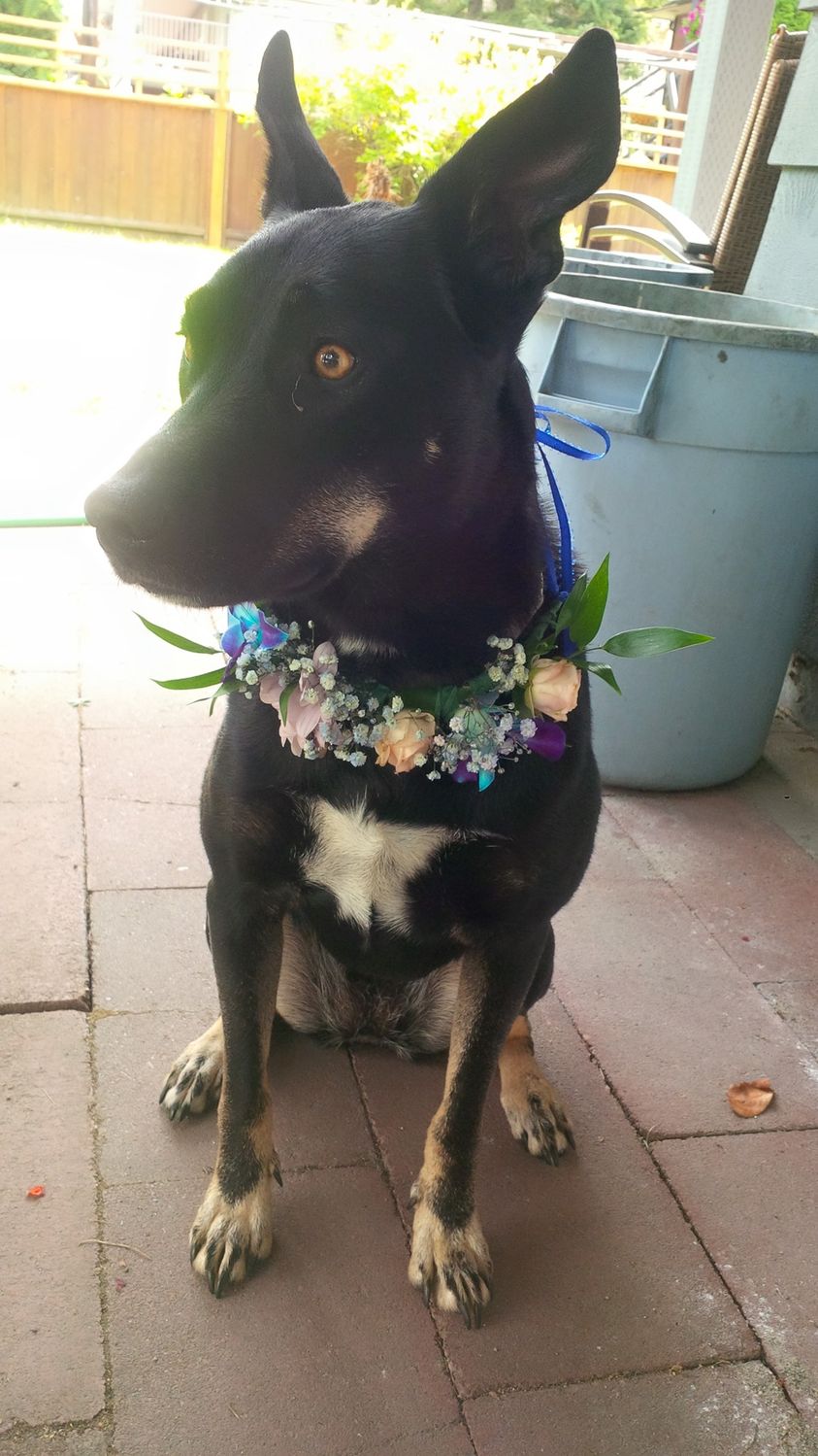 Even Roxy looks fabulous with flowers